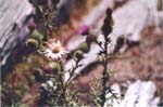 flowers & trees - thistle